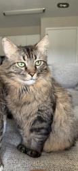 Lost Male Cat last seen attain at chics beach, Virginia Beach, VA 23455