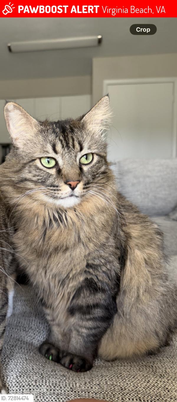 Lost Male Cat last seen attain at chics beach, Virginia Beach, VA 23455