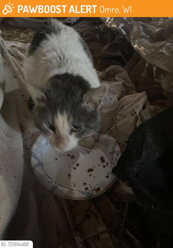 Found/Stray Male Cat last seen Near wis-21, Omro, Wi 54963, Omro, WI 54963
