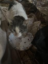 Found/Stray Male Cat last seen Near wis-21, Omro, Wi 54963, Omro, WI 54963