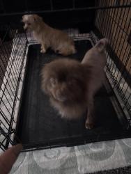 Lost Male Dog last seen Lake mead and warm springs, Henderson, NV 89015