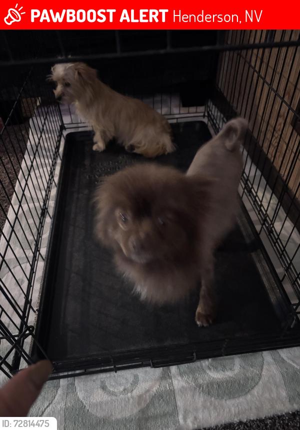 Lost Male Dog last seen Lake mead and warm springs, Henderson, NV 89015