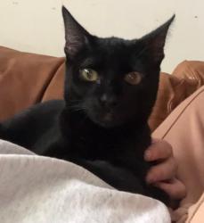 Found/Stray Male Cat last seen E Baltimore and S East Ave, Baltimore, MD 21224