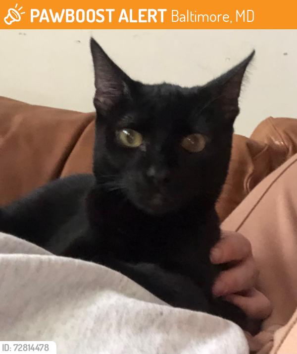 Found/Stray Male Cat last seen E Baltimore and S East Ave, Baltimore, MD 21224