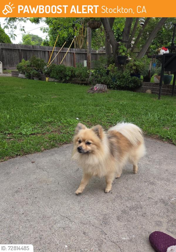 Found/Stray Male Dog last seen Marilyn , Stockton, CA 95207