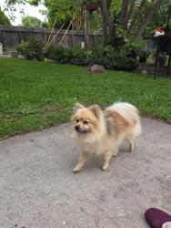 Found/Stray Male Dog last seen Marilyn , Stockton, CA 95207