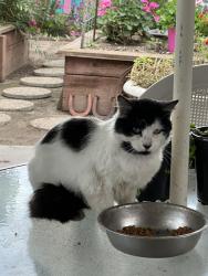 Found/Stray Unknown Cat last seen North 4th Ave, Oakdale, CA 95361