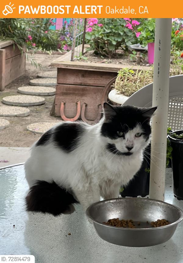 Found/Stray Unknown Cat last seen North 4th Ave, Oakdale, CA 95361