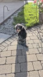 Found/Stray Male Dog last seen Washington , Chicago, IL 60651
