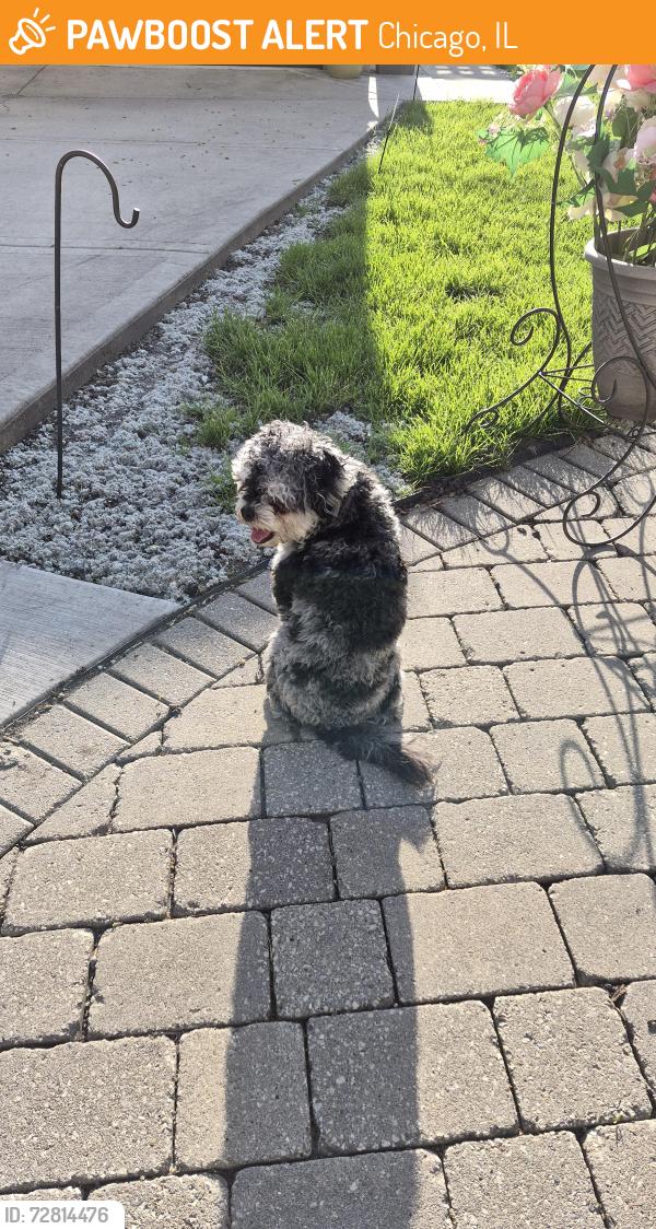 Found/Stray Male Dog last seen Washington , Chicago, IL 60651