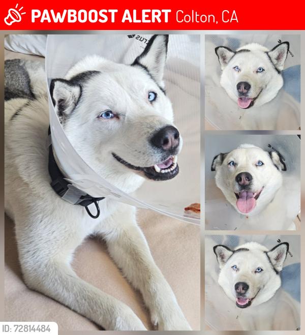 Lost Female Dog last seen Reche canyon and center st, Colton, CA 92324