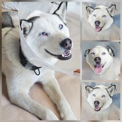 Lost Female Dog last seen Reche canyon and center st, Colton, CA 92324