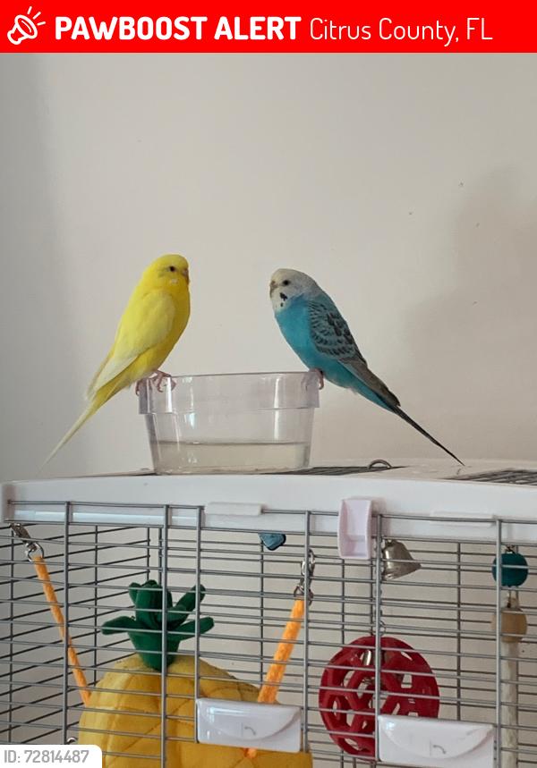 Lost Female Bird last seen Northccut, Citrus County, FL 34428