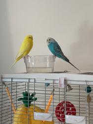 Lost Female Bird last seen Northccut, Citrus County, FL 34428