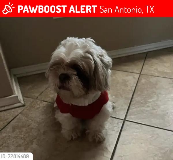 Lost Male Dog last seen Potranco, San Antonio, TX 78245