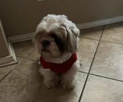 Lost Male Dog last seen Potranco, San Antonio, TX 78245