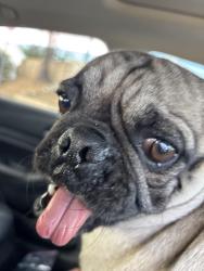 Found/Stray Male Dog last seen Perris blvd and sunnymead, Moreno Valley, CA 92553