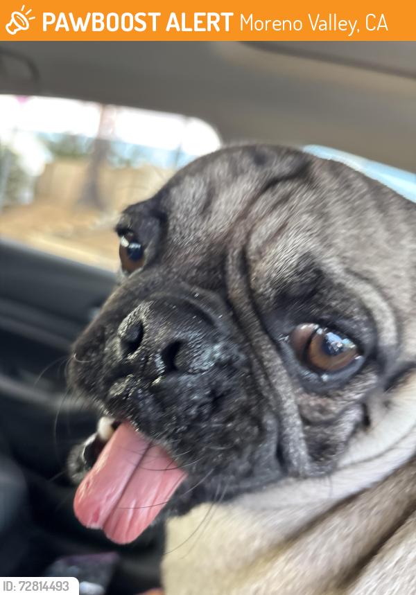 Found/Stray Male Dog last seen Perris blvd and sunnymead, Moreno Valley, CA 92553