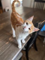 Lost Female Cat last seen Old settlers park , Sherman, TX 75090