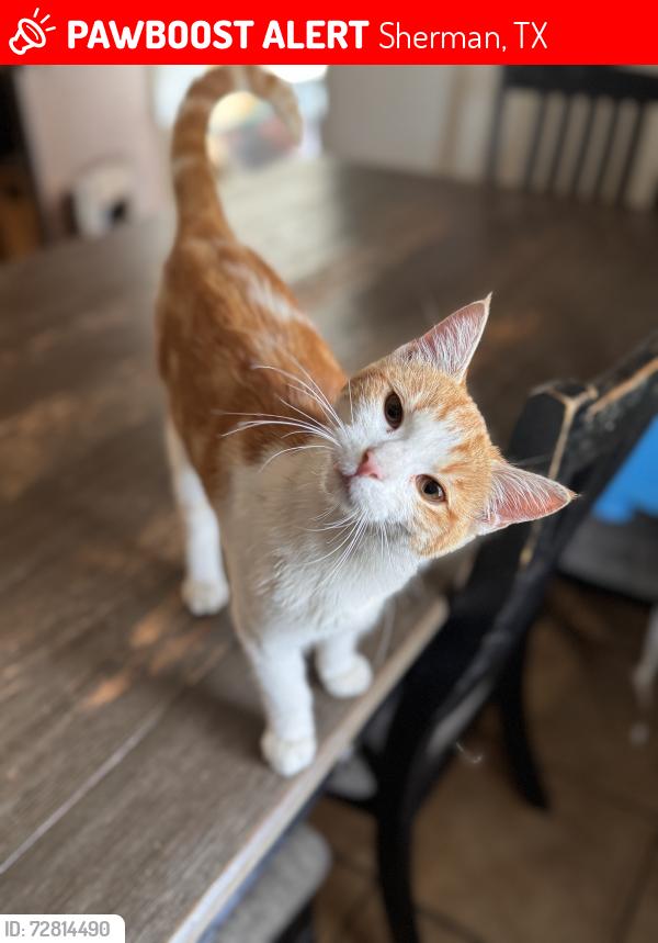 Lost Female Cat last seen Old settlers park, Sherman, TX 75090