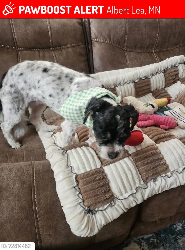 Lost Female Dog last seen Sunset (street?) In Albert lea mn, Albert Lea, MN 56007