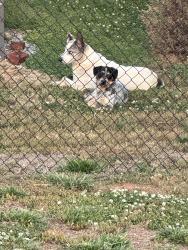 Found/Stray Male Dog last seen South Seminole rd, Chattanooga, TN 37404