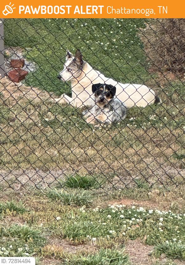 Found/Stray Male Dog last seen South Seminole rd, Chattanooga, TN 37404