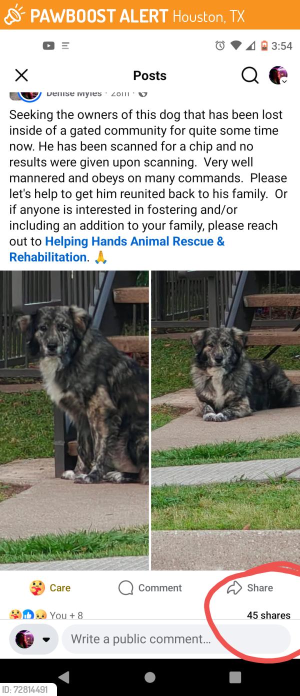 Found/Stray Unknown Dog last seen ALMEDA 77075, Houston, TX 77075