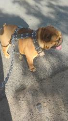 Found/Stray Unknown Dog last seen Eucalyptus St and 4th ave, Hesperia, CA 92345