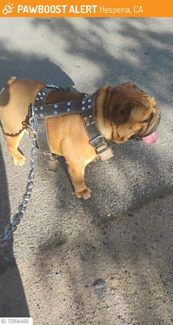 Found/Stray Unknown Dog last seen Eucalyptus St and 4th ave, Hesperia, CA 92345