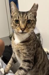 Lost Male Cat last seen Glenferrie Road, hawthorn , Hawthorn, VIC 3122
