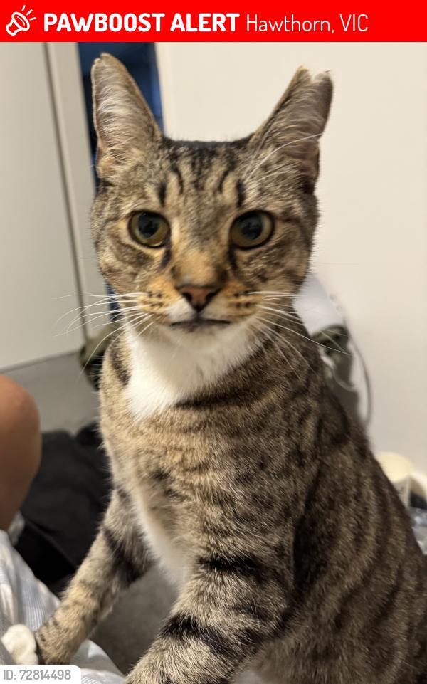 Lost Male Cat last seen Glenferrie Road, hawthorn, Hawthorn, VIC 3122