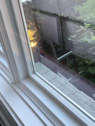 Found/Stray Unknown Cat last seen CHEATHAM and Mary , Nashville, TN 37208