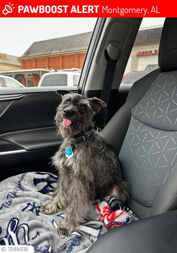 Lost Male Dog last seen Wynnbrook Neighborhood , Montgomery, AL 36117