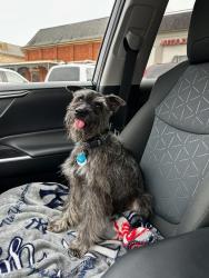 Lost Male Dog last seen Wynnbrook Neighborhood , Montgomery, AL 36117