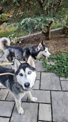 Found/Stray Unknown Dog last seen Pittman Center rd, Gatlinburg, TN 37738