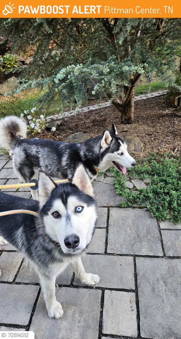 Found/Stray Unknown Dog last seen Pittman Center rd, Gatlinburg, TN 37738
