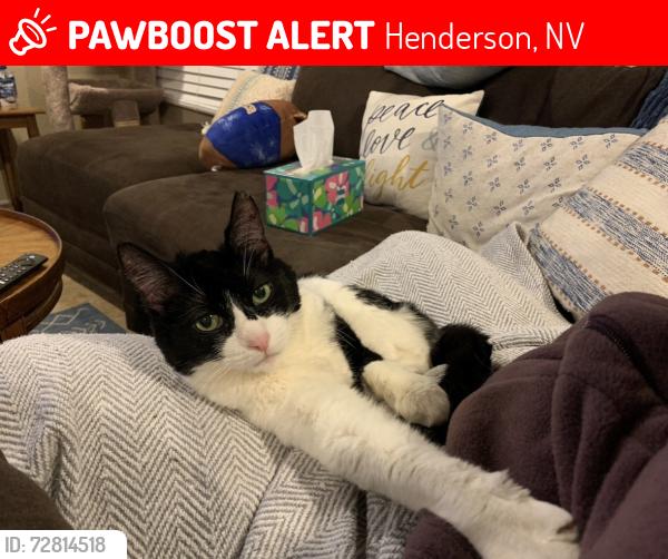 Lost Female Cat last seen Paladi Ave and Borgato St, Henderson, NV 89044