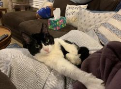 Lost Female Cat last seen Paladi Ave and Borgato St, Henderson, NV 89044