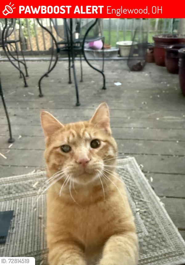 Lost Male Cat last seen Valley Brook UDF, Englewood, OH 45322