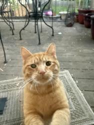 Lost Male Cat last seen Valley Brook UDF, Englewood, OH 45322
