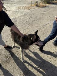 Found/Stray Unknown Dog last seen Monterey & Verbinia, Monterey, CA 93940