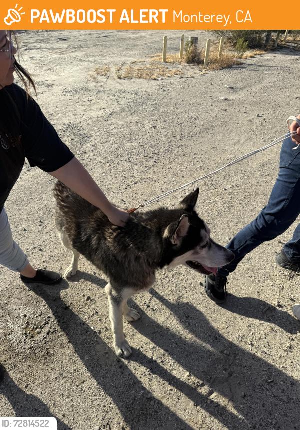 Found/Stray Unknown Dog last seen Monterey & Verbinia, Monterey, CA 93940