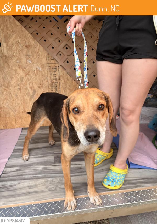 Found/Stray Male Dog last seen Came up to us at our hse at 275 warren rd, Dunn, NC 28334