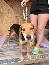 Found/Stray Male Dog last seen Came up to us at our hse at 275 warren rd, Dunn, NC 28334