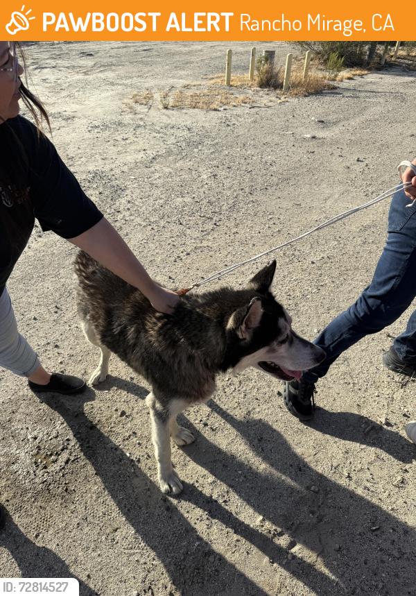 Found/Stray Unknown Dog last seen Monterey & Verbenia, Rancho Mirage, CA 92270