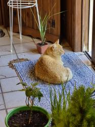 Found/Stray Unknown Cat last seen Near W. Friar Lane  Franklin, WI, Franklin, WI 53132