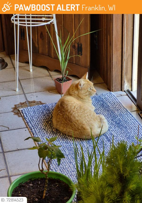 Found/Stray Unknown Cat last seen Near W. Friar Lane  Franklin, WI, Franklin, WI 53132