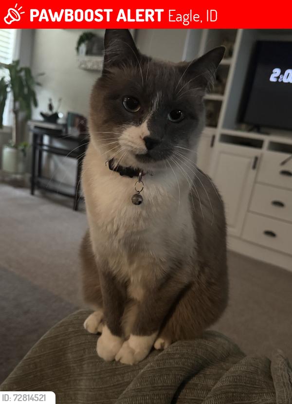 Lost Male Cat last seen Near w crooked stick dr, Eagle, ID 83616