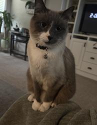 Lost Male Cat last seen Near w crooked stick dr, Eagle, ID 83616